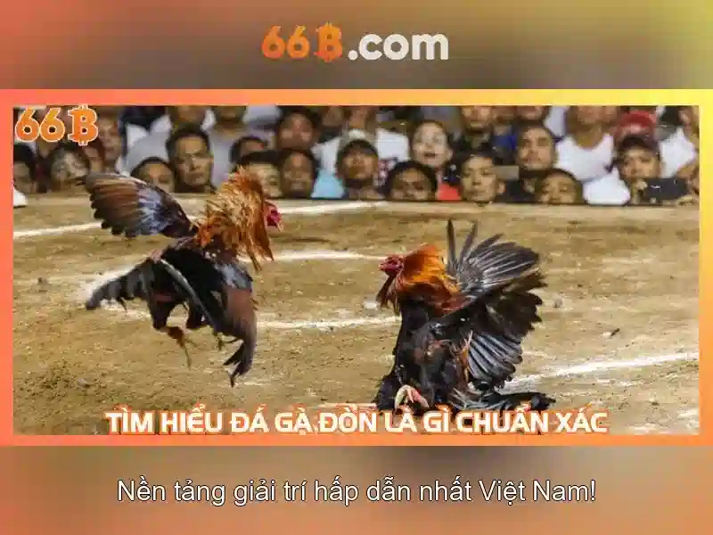 66B là gì?