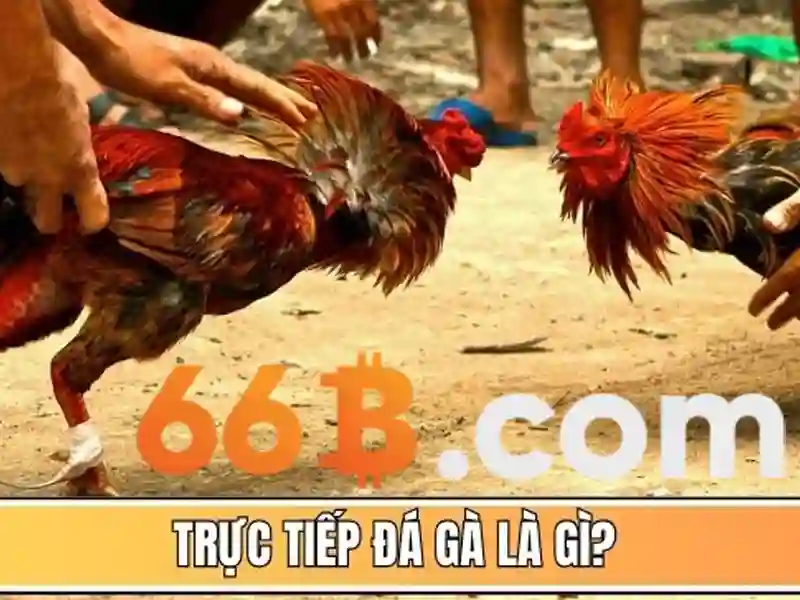 66B và những điều cần biết